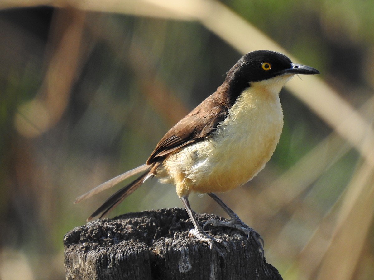 Black-capped Donacobius - ML274390901