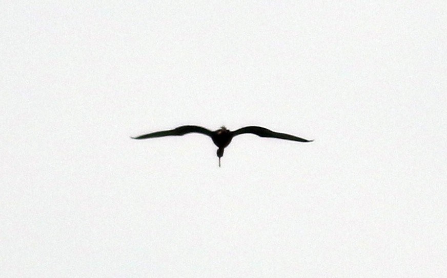 Glossy Ibis - ML27439161