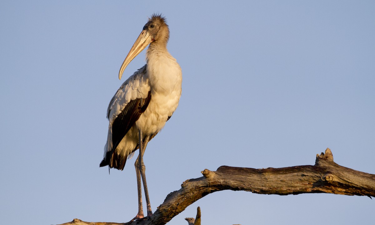 Wood Stork - ML27439261