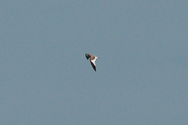 Sabine's Gull - ML274393731