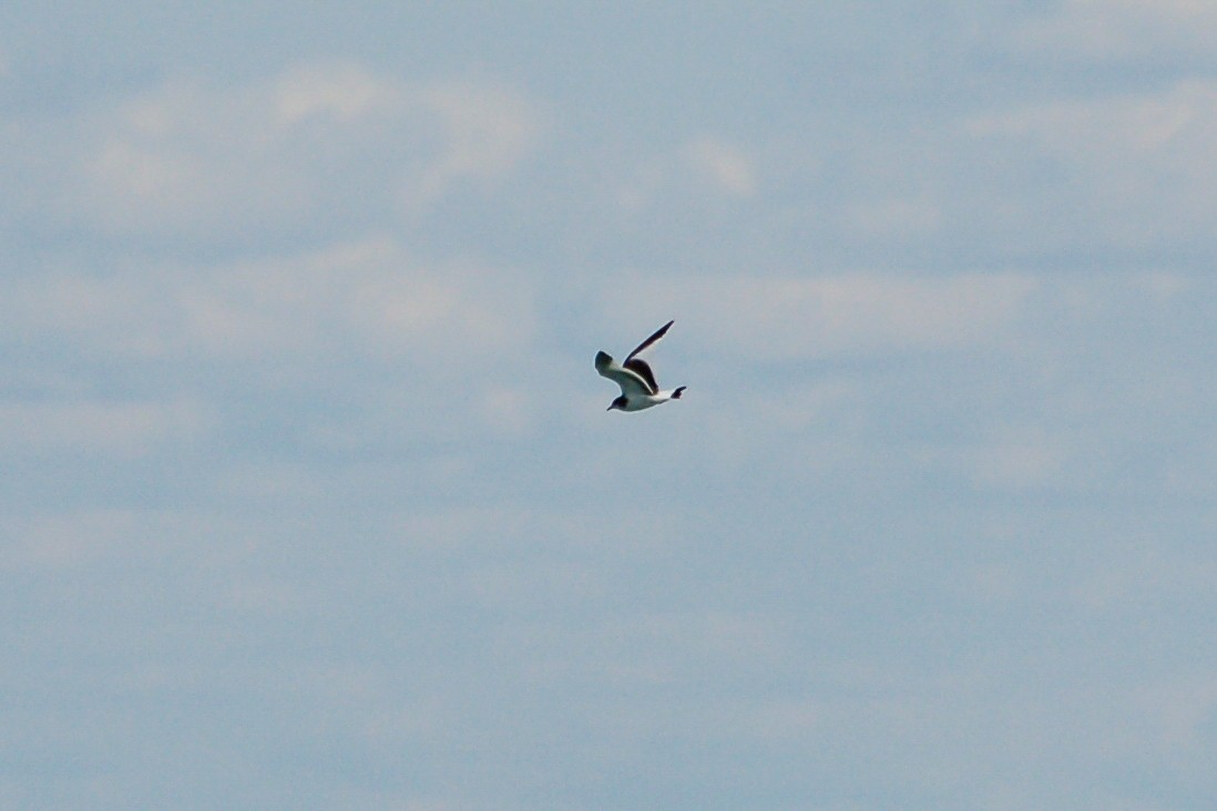 Sabine's Gull - ML274393751