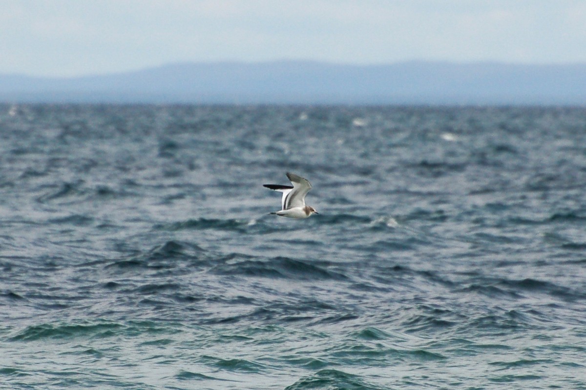 Sabine's Gull - ML274393761