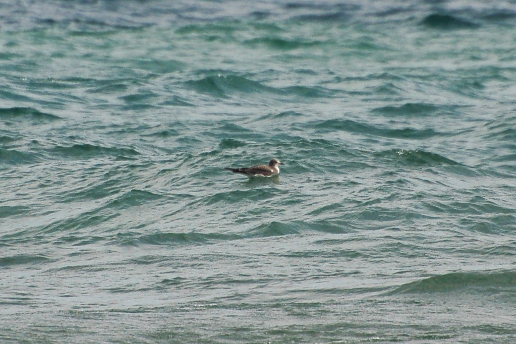 Sabine's Gull - ML274393811