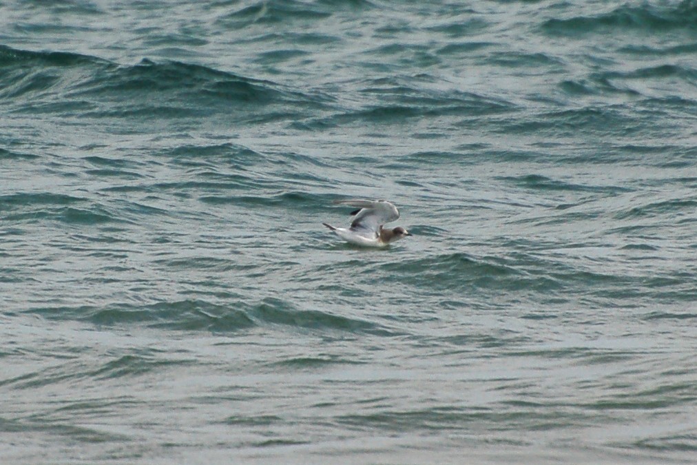 Sabine's Gull - ML274393831