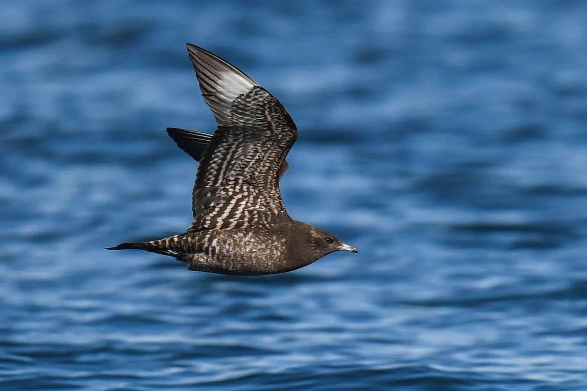 Parasitic Jaeger - ML274394241