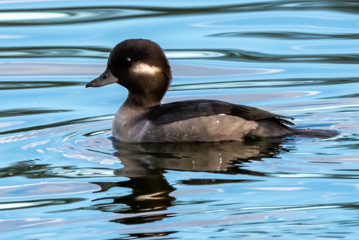 Bufflehead - ML274394251