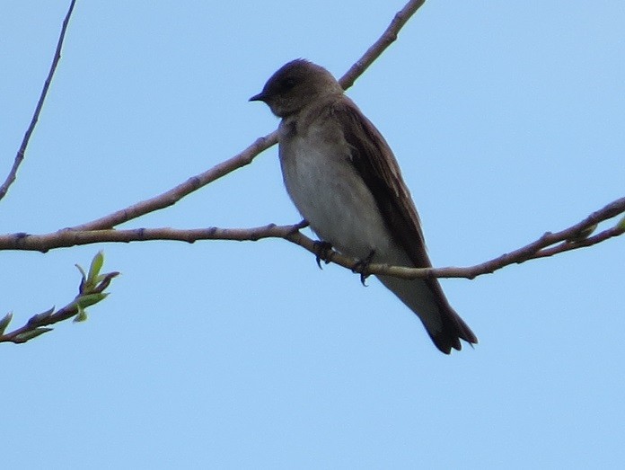 Northern Rough-winged Swallow - ML27439451