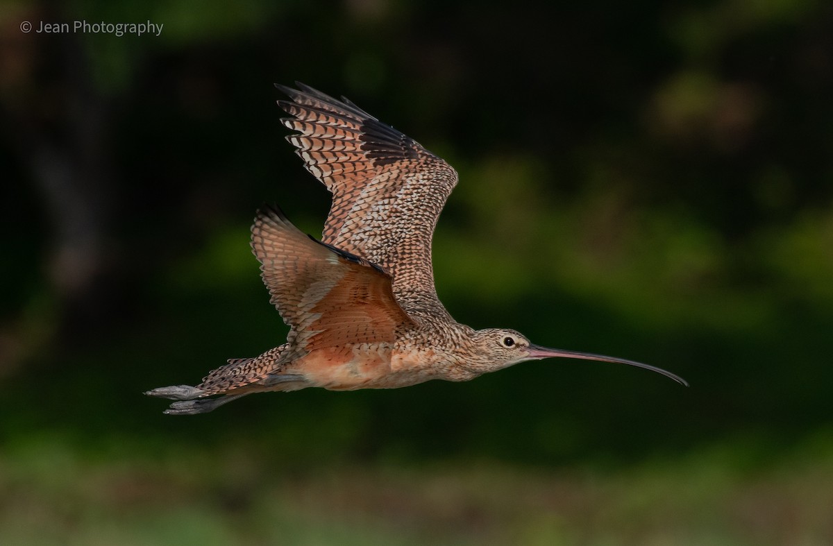 Long-billed Curlew - Jean Bonilla