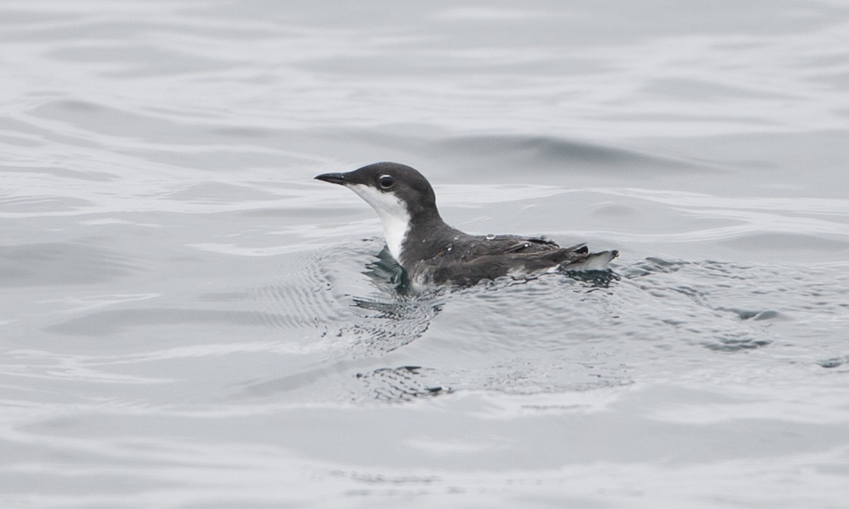 Scripps's Murrelet - ML27439741