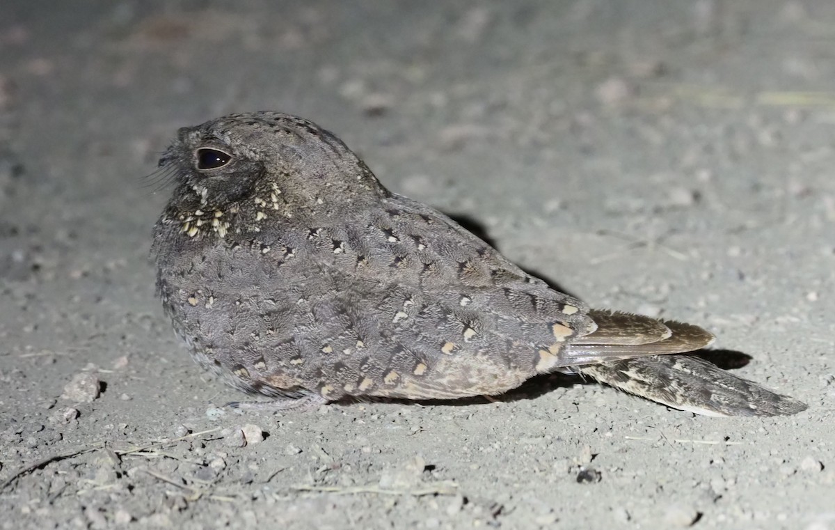 Star-spotted Nightjar - Stephan Lorenz