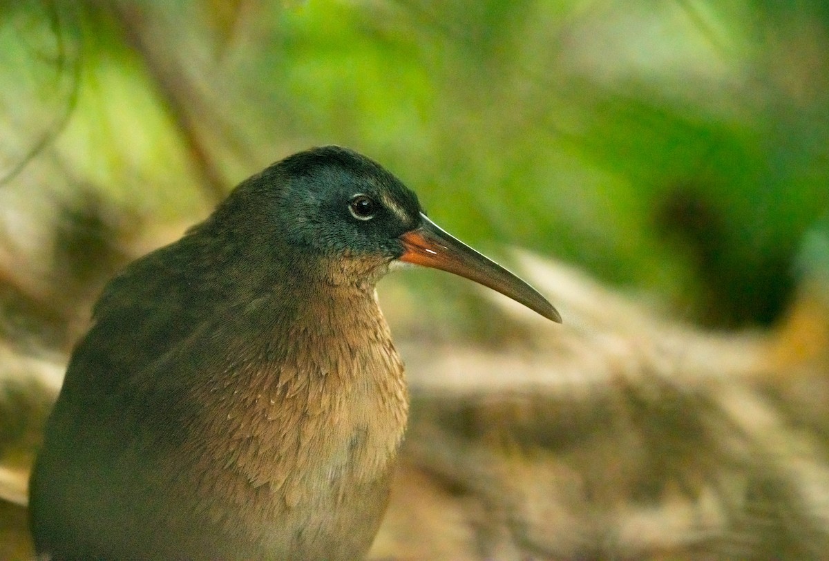 Virginia Rail - ML274398301