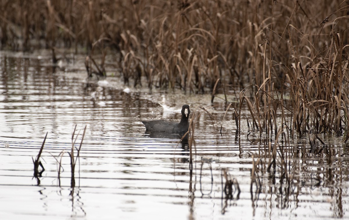 American Coot - ML274399111