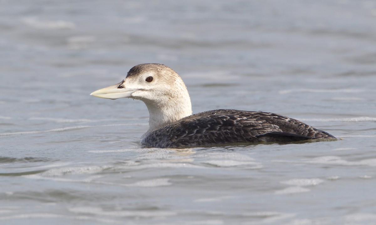 Yellow-billed Loon - Brian Sullivan