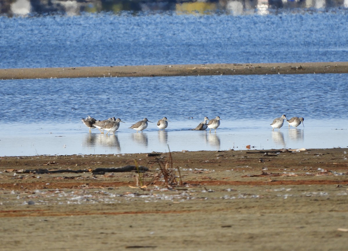 Greater Yellowlegs - ML274400521