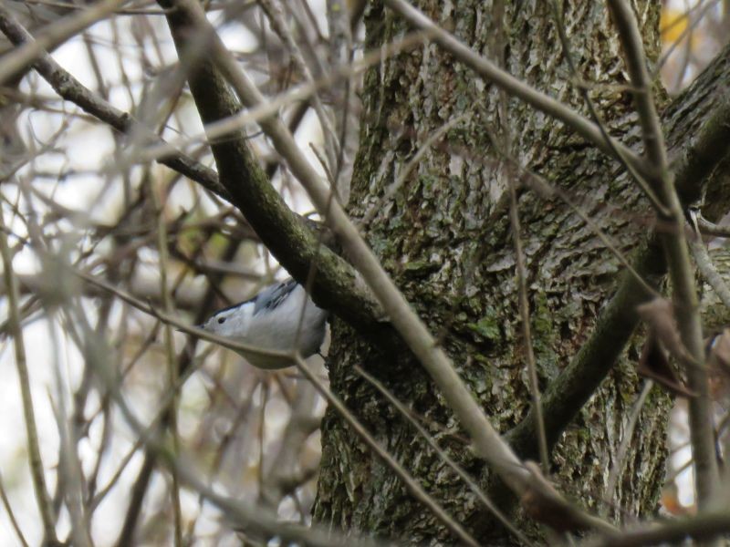 White-breasted Nuthatch - ML274401141