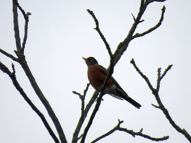 American Robin - ML274401191