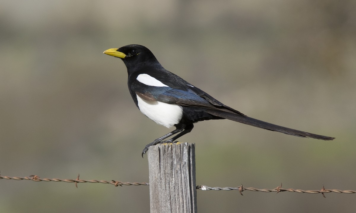 Yellow-billed Magpie - Brian Sullivan