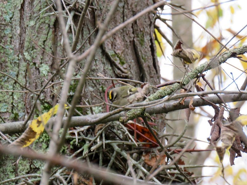 Golden-crowned Kinglet - ML274403781