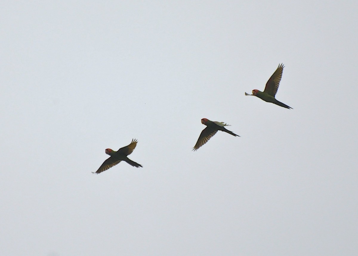 Red-masked Parakeet - ML274404151