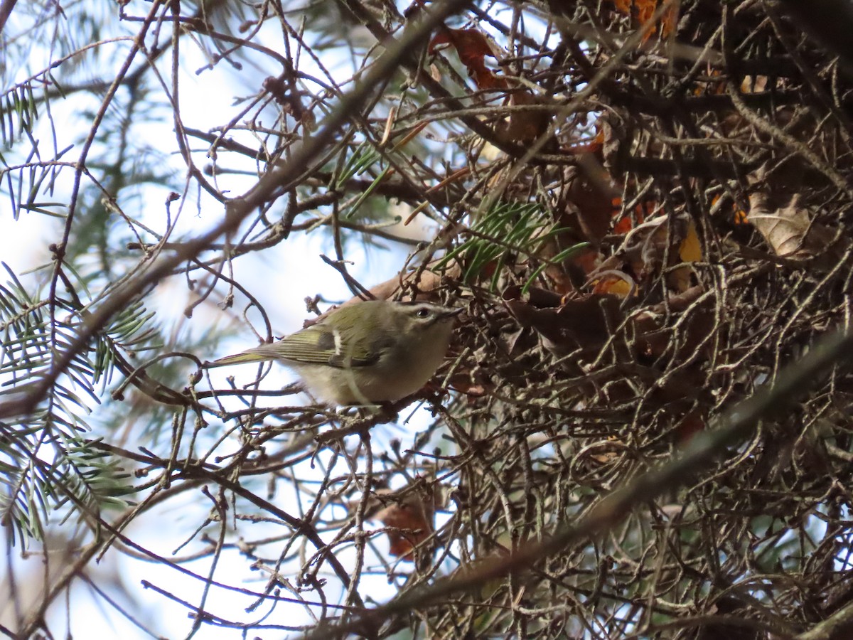 Golden-crowned Kinglet - Michel Bourassa (T-R)