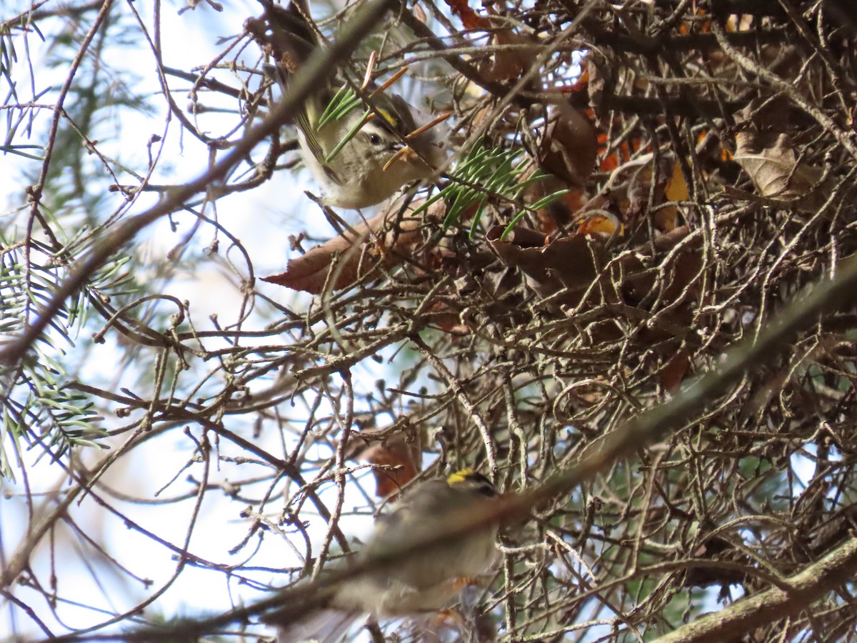 Golden-crowned Kinglet - ML274404961