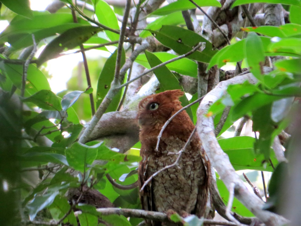 Middle American Screech-Owl - ML27440521