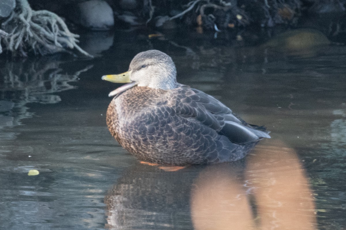 American Black Duck - Mason Maron