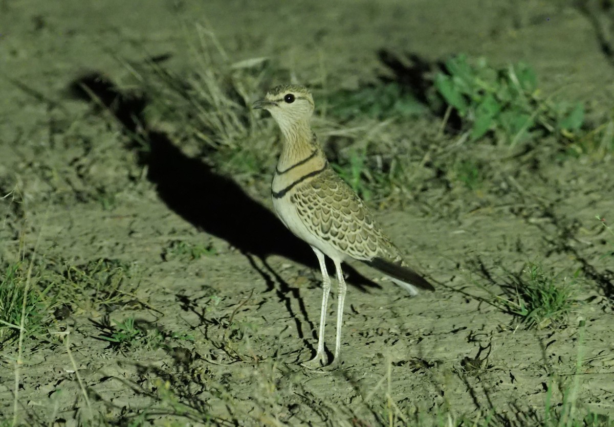 Double-banded Courser - ML274405551