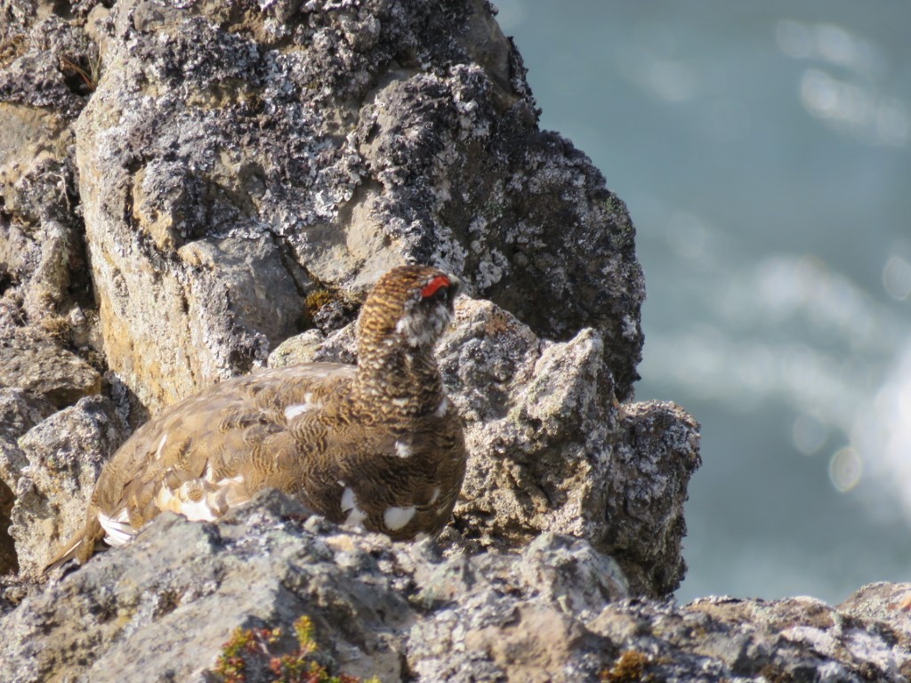 Rock Ptarmigan - ML274405591