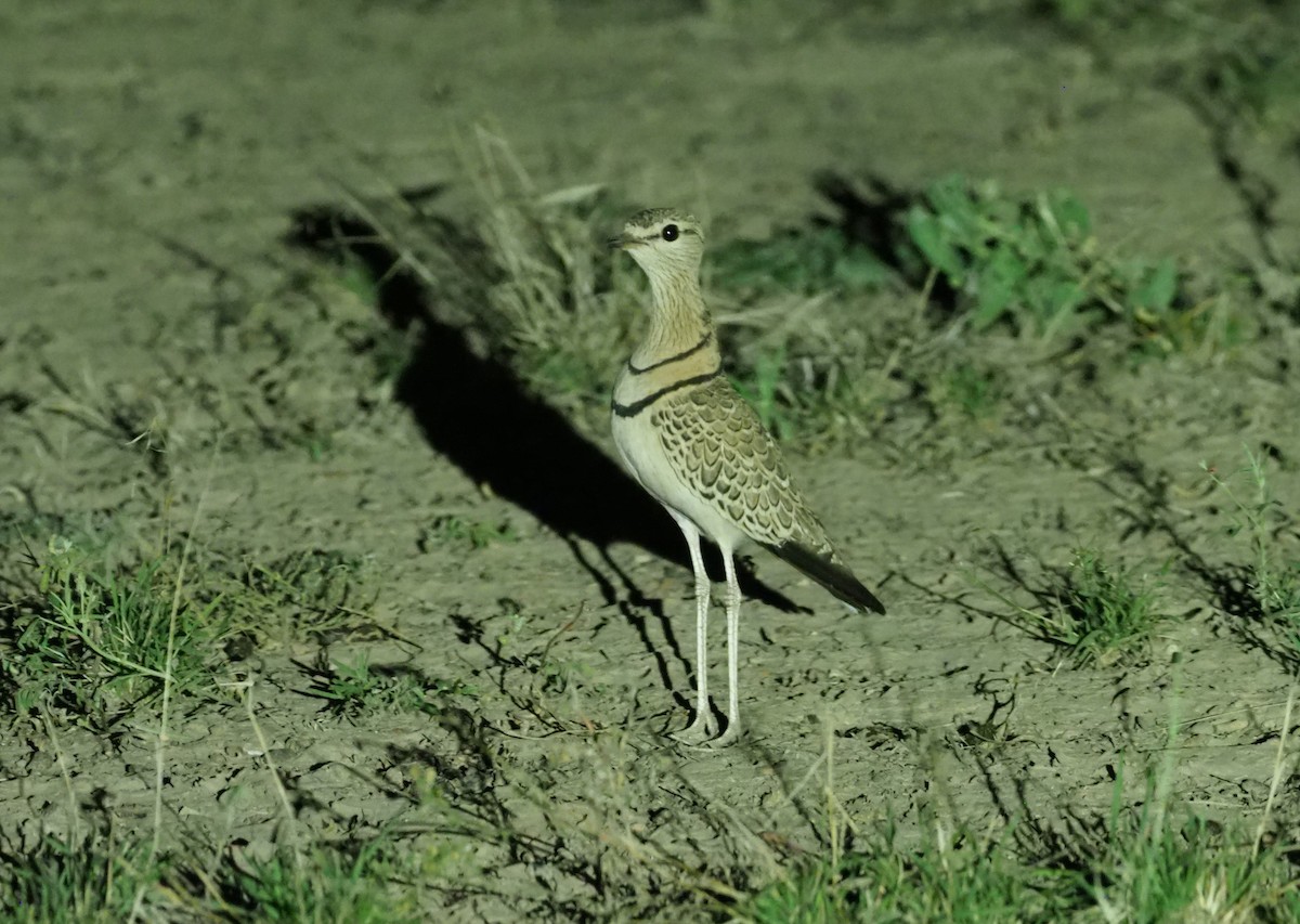 Double-banded Courser - ML274405731