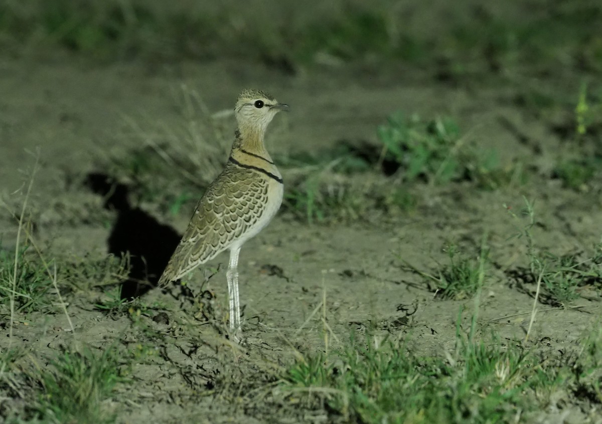 Double-banded Courser - ML274405861