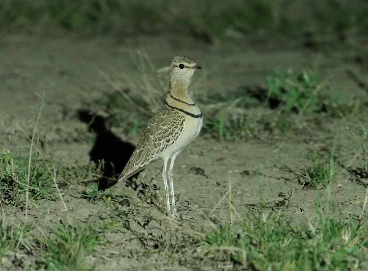 Double-banded Courser - ML274406031