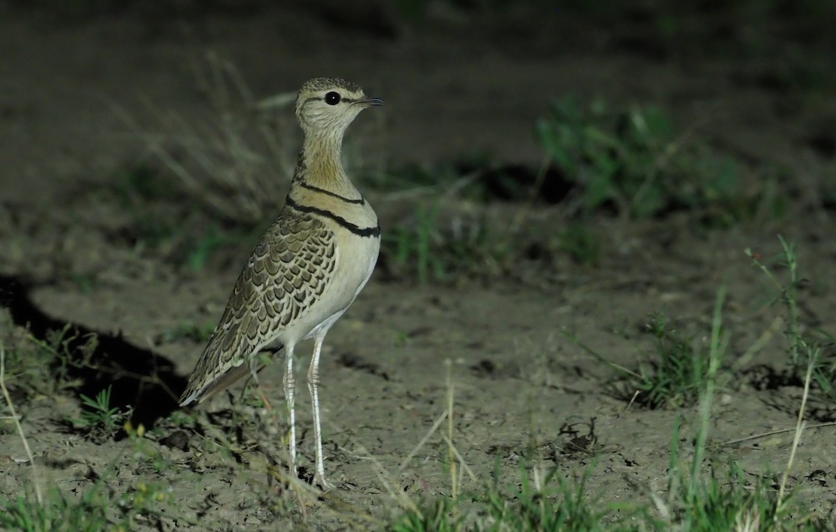 Double-banded Courser - ML274406061