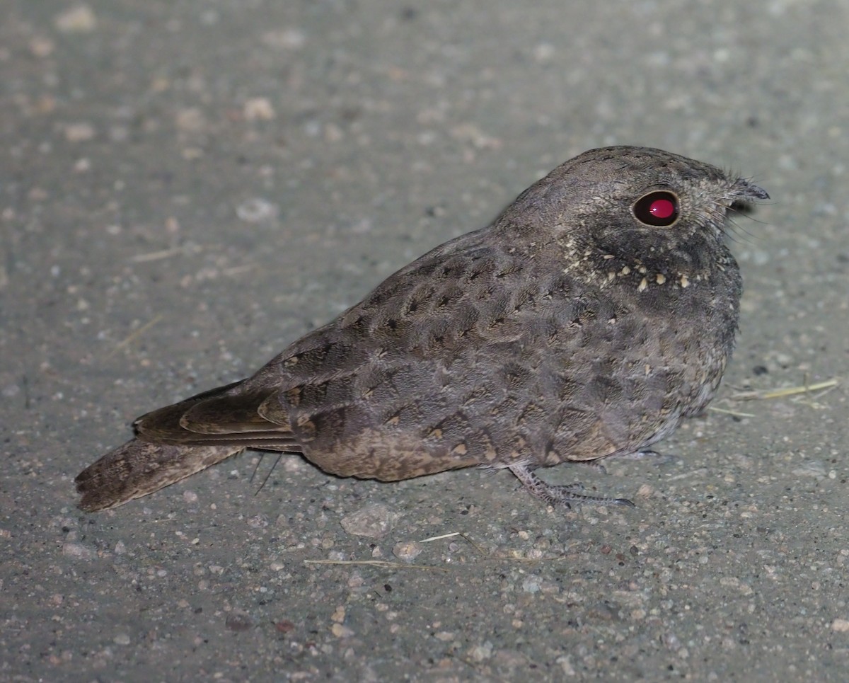 Star-spotted Nightjar - ML274406261