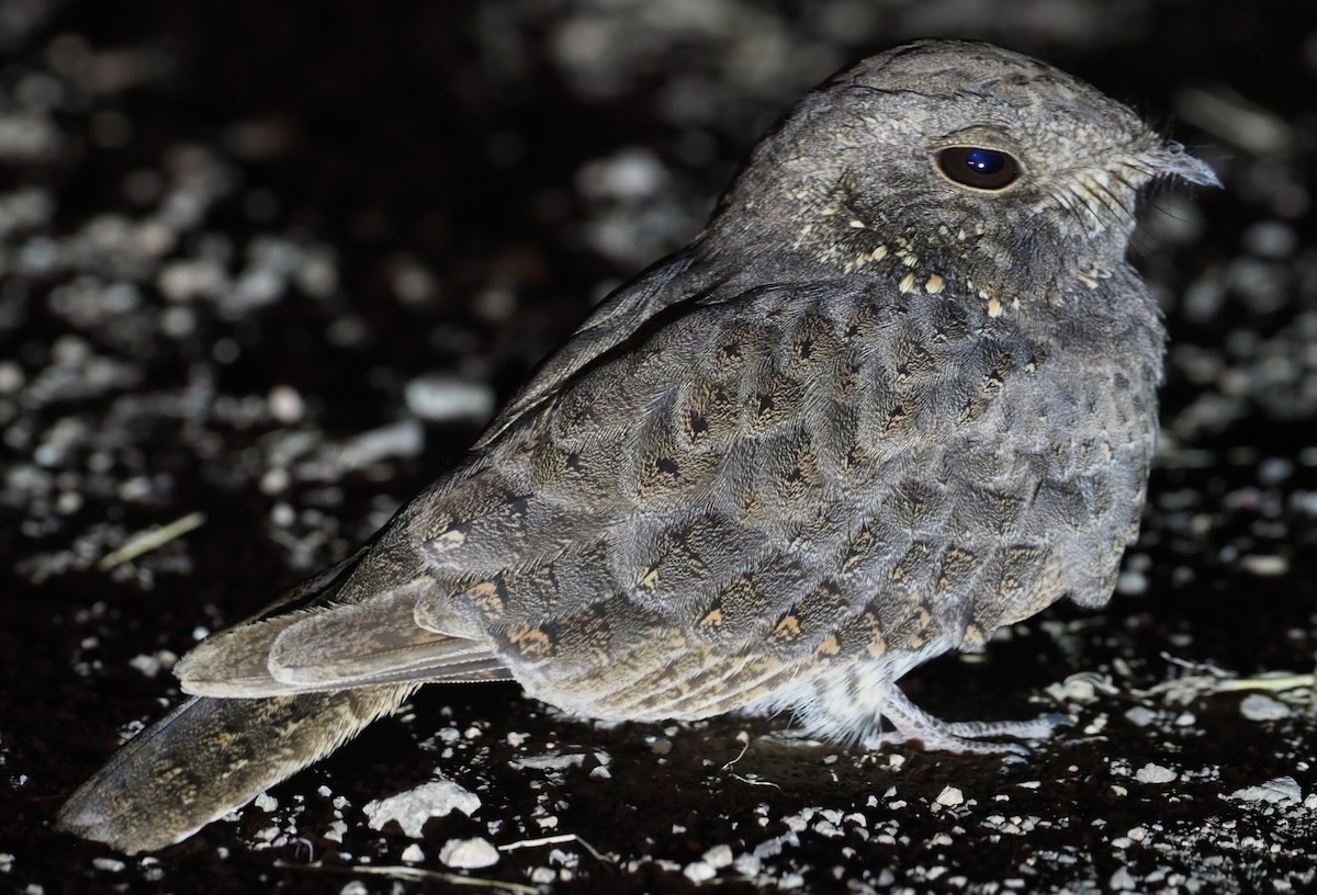 Star-spotted Nightjar - Stephan Lorenz