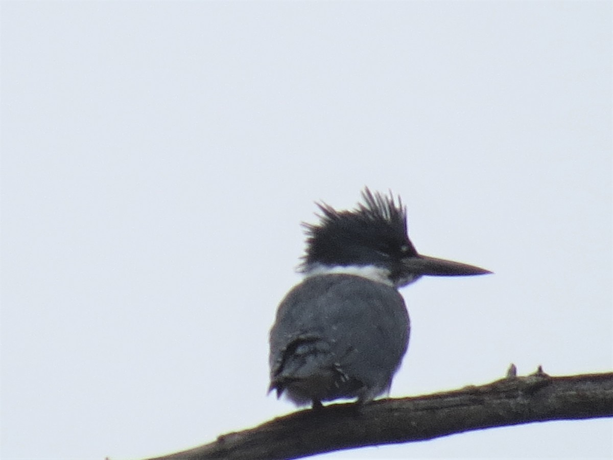 Belted Kingfisher - ML274407161
