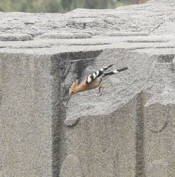 Eurasian Hoopoe (Eurasian) - ML274407361