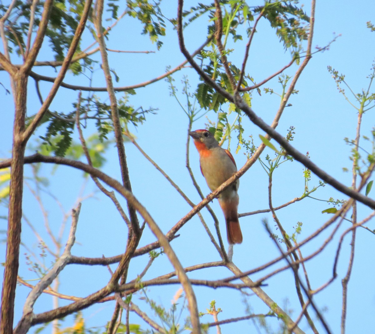 Rose-throated Tanager - ML27440741