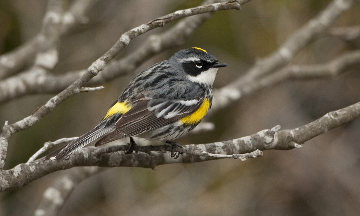 lesňáček žlutoskvrnný (ssp. coronata) - ML27440781