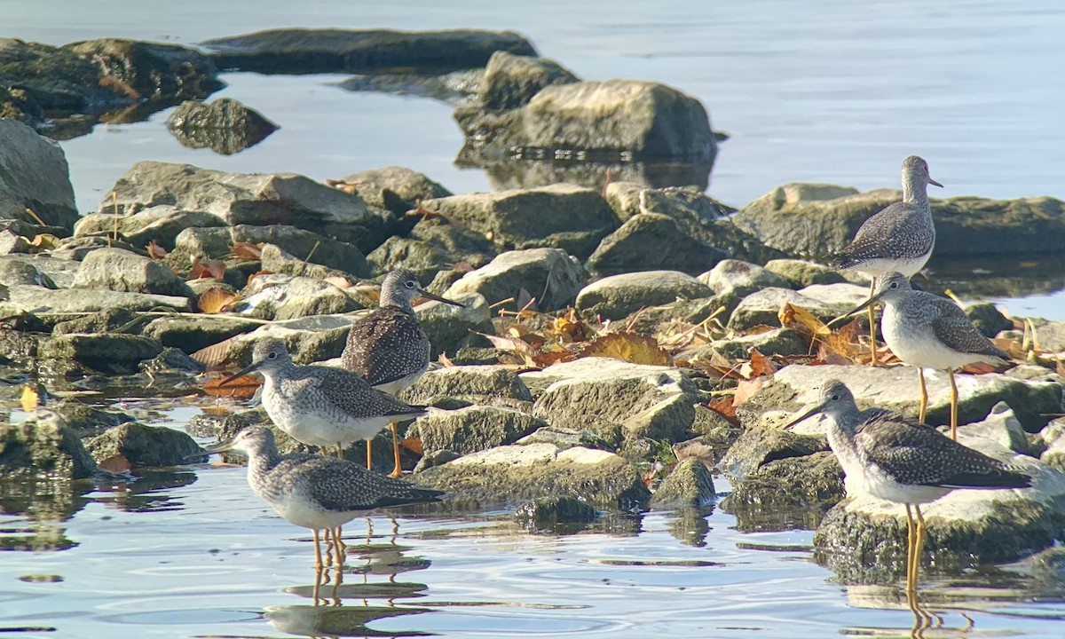 Greater Yellowlegs - ML274408071