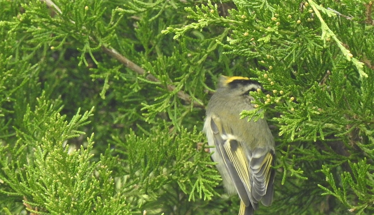 Golden-crowned Kinglet - ML274409811