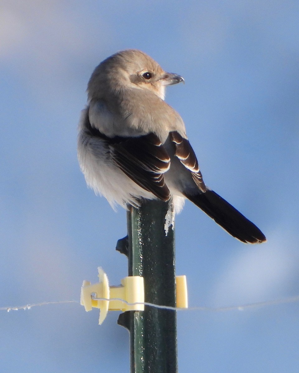 Northern Shrike - Tom Zavitz