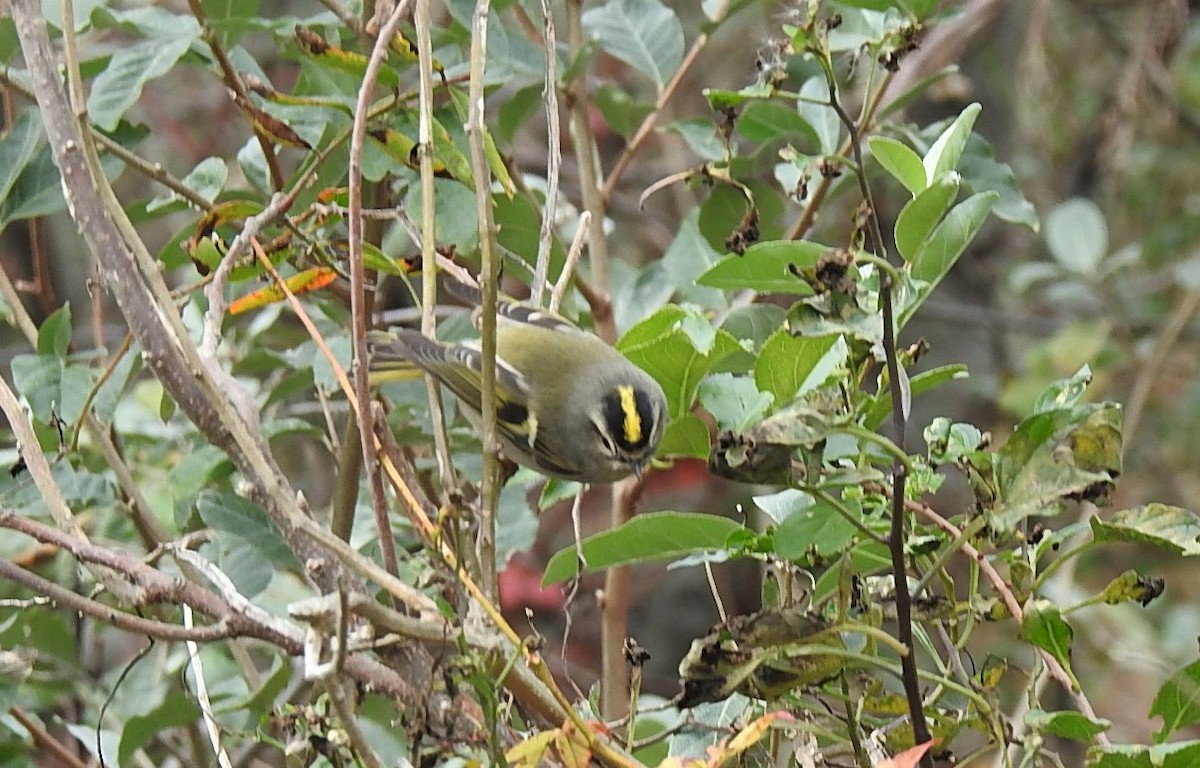 Golden-crowned Kinglet - ML274412001