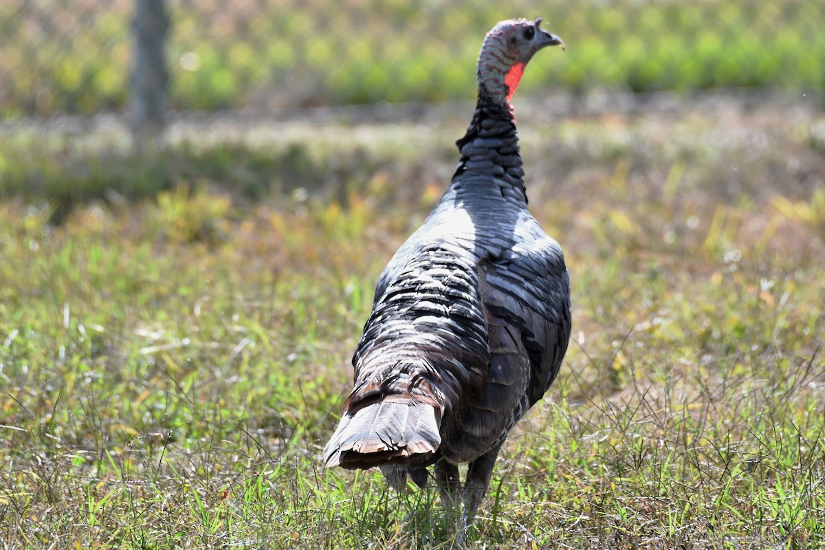 Wild Turkey - ML274412061