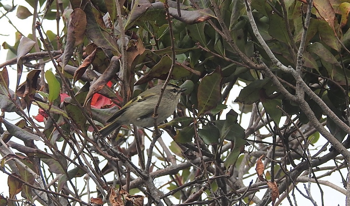 Golden-crowned Kinglet - ML274412211