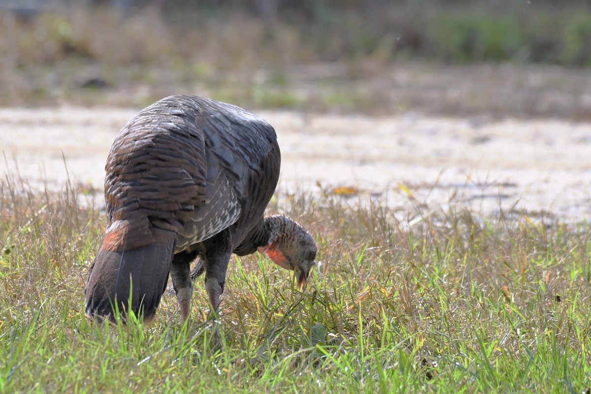 Wild Turkey - Paul Nale