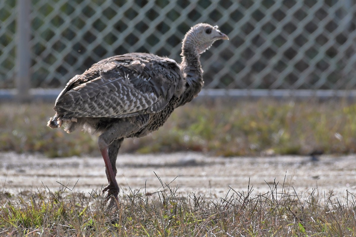 Wild Turkey - ML274412491