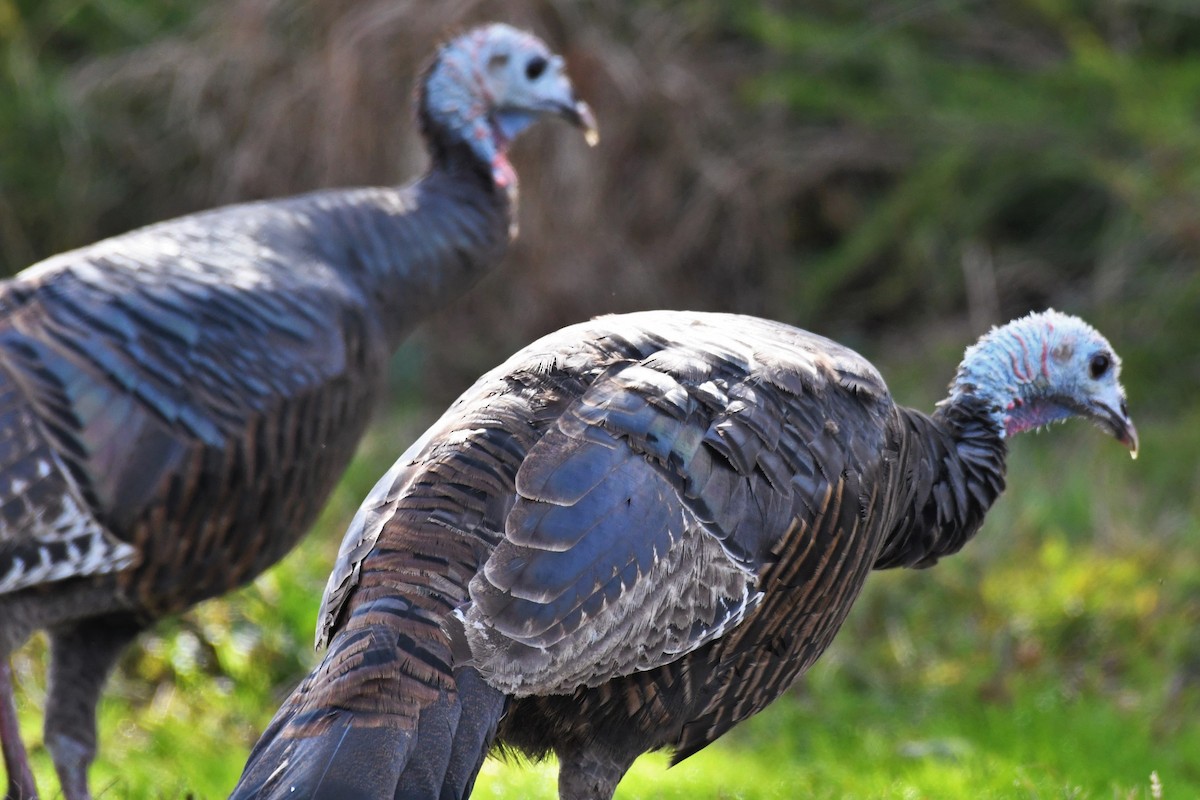 Wild Turkey - ML274412641