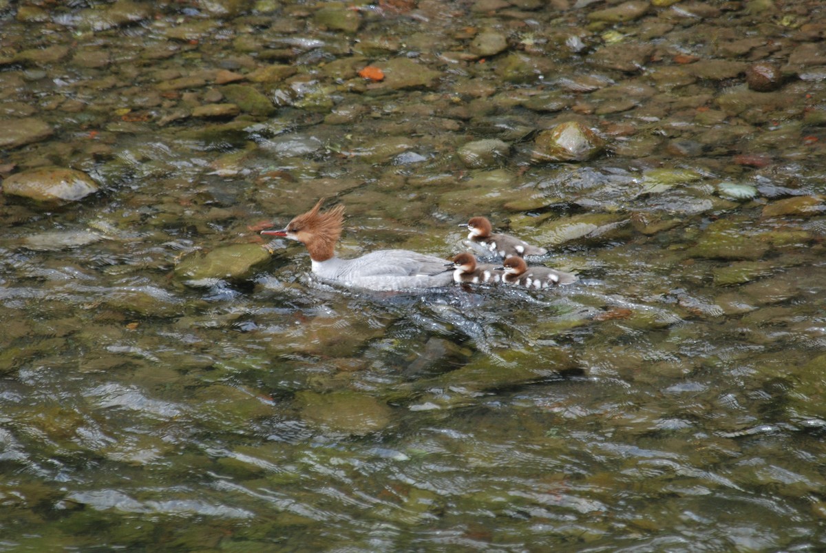 Common Merganser - Ken Chamberlain