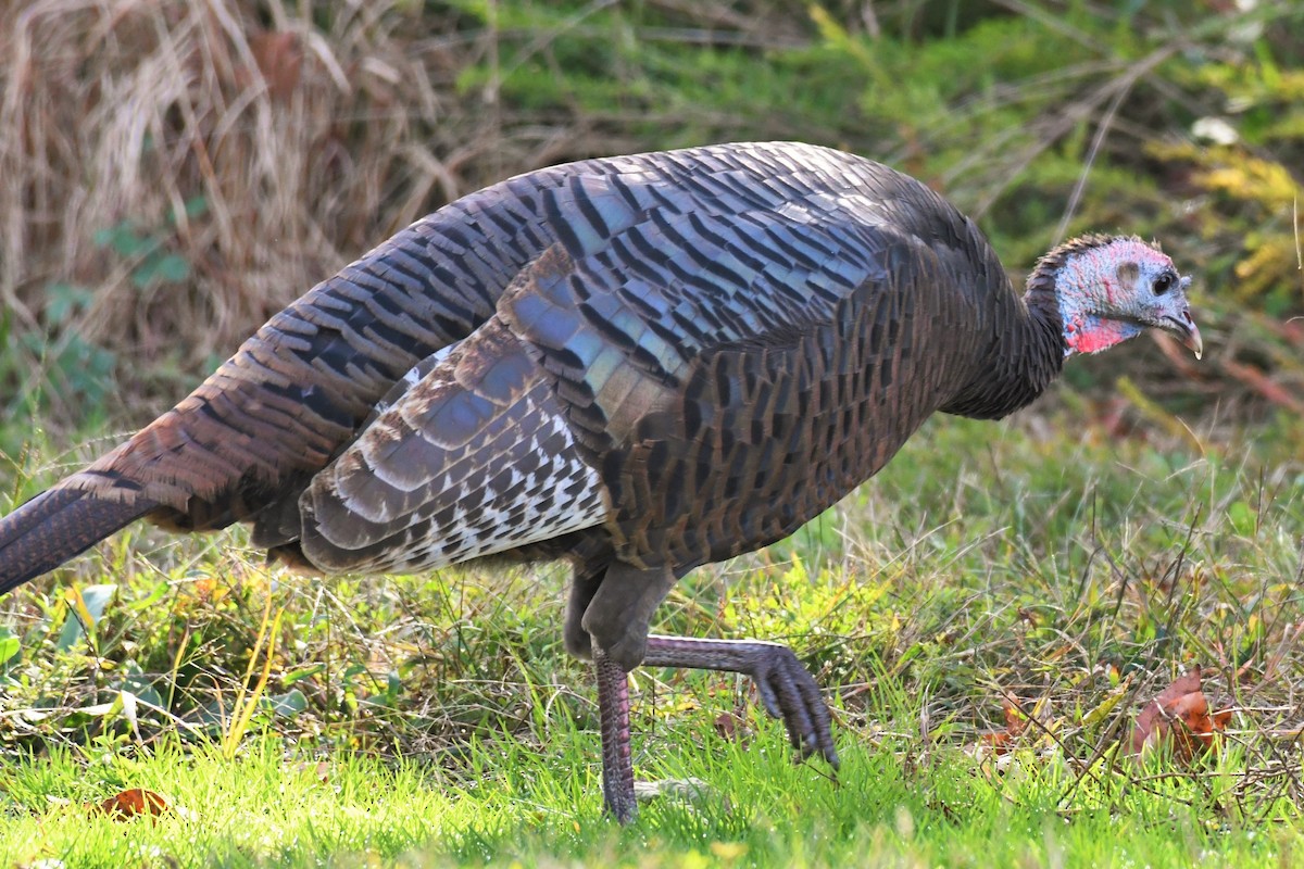 Wild Turkey - ML274413171